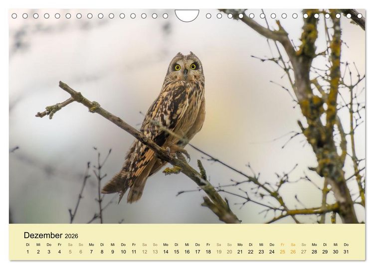 Produktbild: Eulen und M&auml;use (Wandkalender 2026 DIN A4 quer), CALVENDO Monatskalender