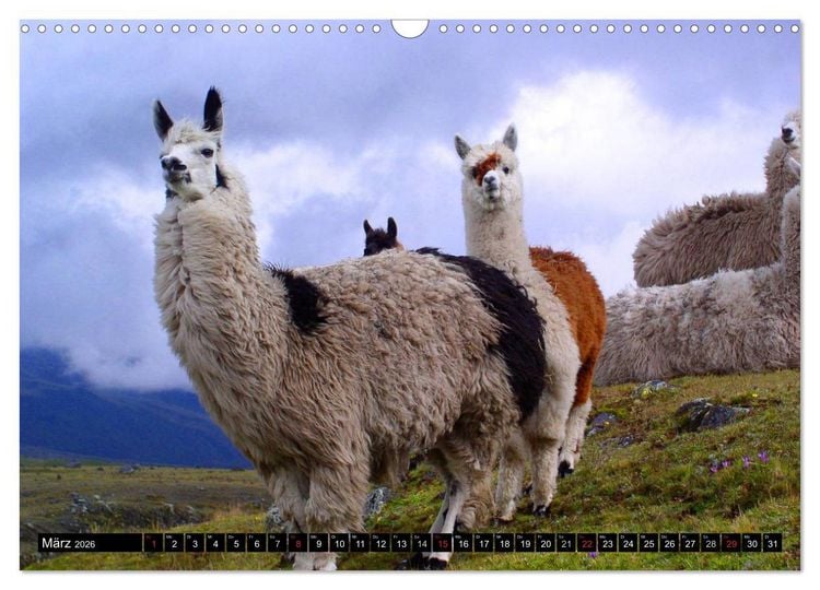 Produktbild: Alpakas und Lamas (Wandkalender 2026 DIN A3 quer), CALVENDO Monatskalender