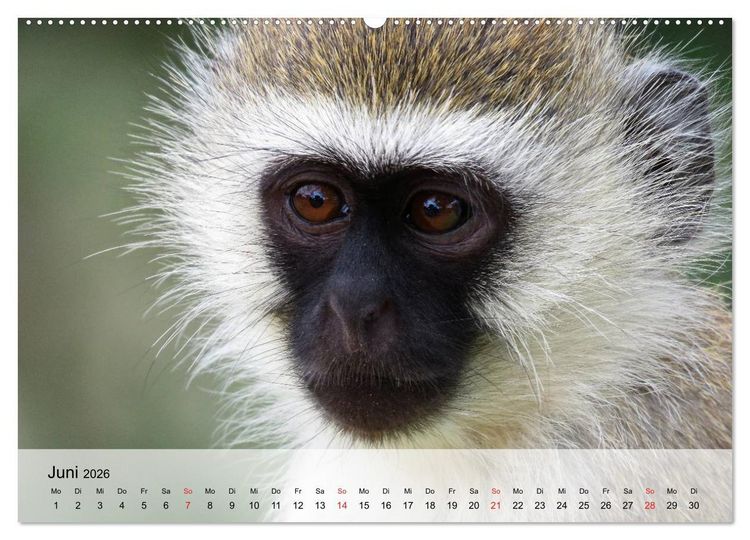Produktbild: Faszination Affen. Kobolde zum Verlieben (Wandkalender 2026 DIN A2 quer), CALVENDO Monatskalender