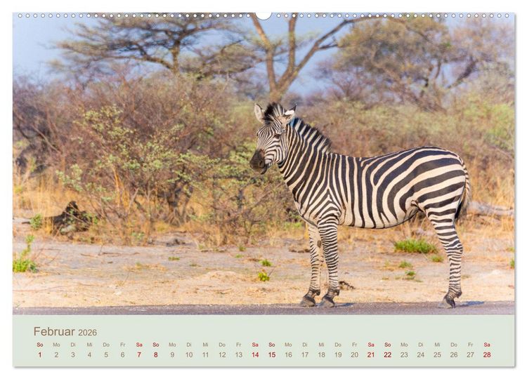 Produktbild: Zebras in Afrika (hochwertiger Premium Wandkalender 2026 DIN A2 quer), Kunstdruck in Hochglanz