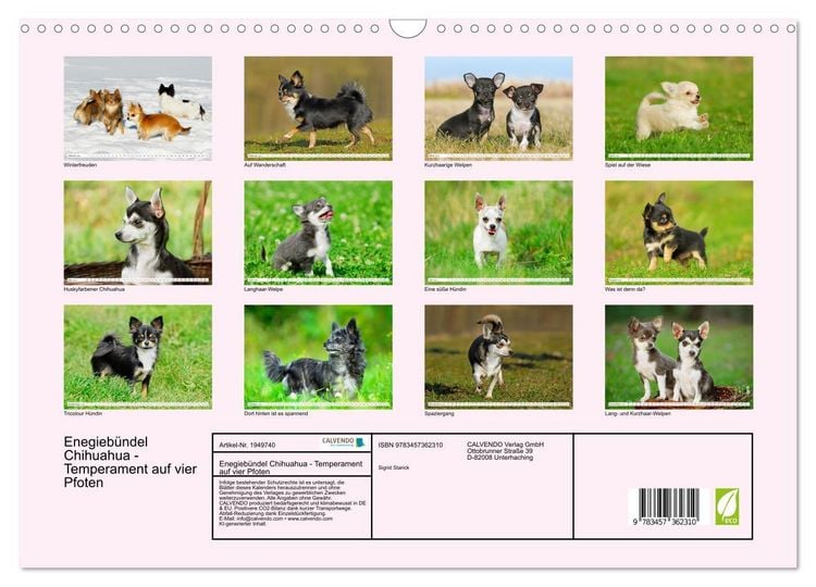 Produktbild: Enegieb&uuml;ndel Chihuahua - Temperament auf vier Pfoten (Wandkalender 2026 DIN A3 quer), CALVENDO Monatskalender