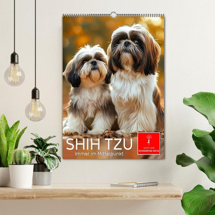 Produktbild: Shih Tzu - immer im Mittelpunkt (Wandkalender 2026 DIN A2 hoch), CALVENDO Monatskalender
