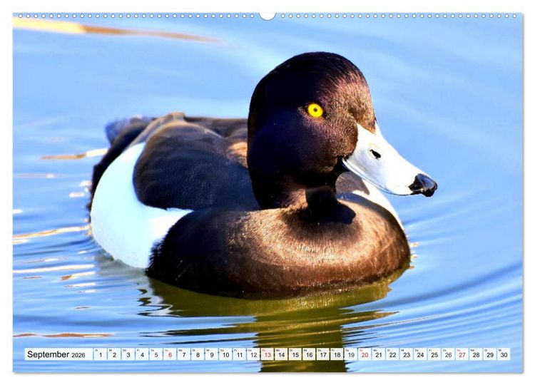 Produktbild: Enten. Bezaubernde und beliebte Schwimmer (Wandkalender 2026 DIN A2 quer), CALVENDO Monatskalender