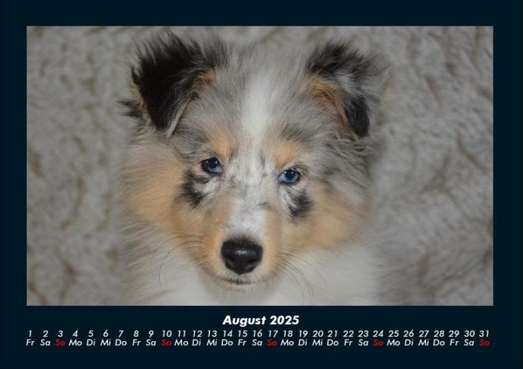 Produktbild: Welpen 2025 Fotokalender DIN A4