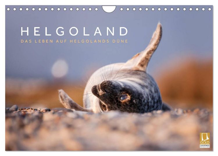 Produktbild: Helgoland - Das Leben auf der D&uuml;ne Helgolands (Wandkalender 2026 DIN A4 quer), CALVENDO Monatskalender