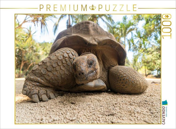 Produktbild: CALVENDO Puzzle Aldabra Riesenschildkr&ouml;te | 1000 Teile Lege-Gr&ouml;&szlig;e 64x48cm Foto-Puzzle f&uuml;r gl&uuml;ckliche Stunden