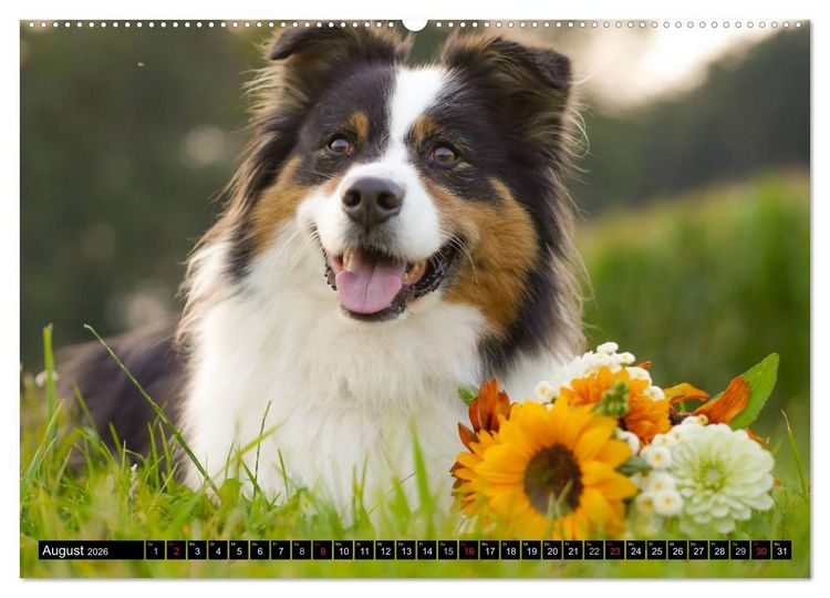 Produktbild: Australian Shepherd - Lebensfreude auf vier Pfoten (Wandkalender 2026 DIN A2 quer), CALVENDO Monatskalender