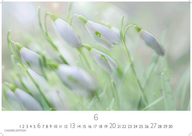 Produktbild: Flower Fantasy Kalender 2027 &ndash; Wandkalender | Fotokalender Naturkalender | Blumenkalender | 24x35cm - Wundersch&ouml;ne Blumenfotos in bestechender &Auml;sthetik
