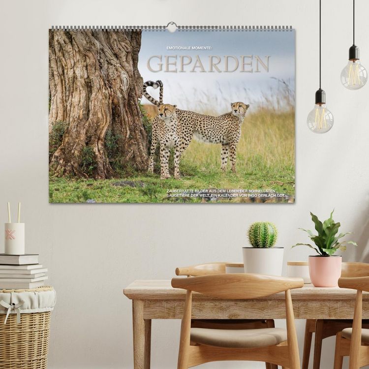 Produktbild: Emotionale Momente: Geparden (Wandkalender 2026 DIN A2 quer), CALVENDO Monatskalender