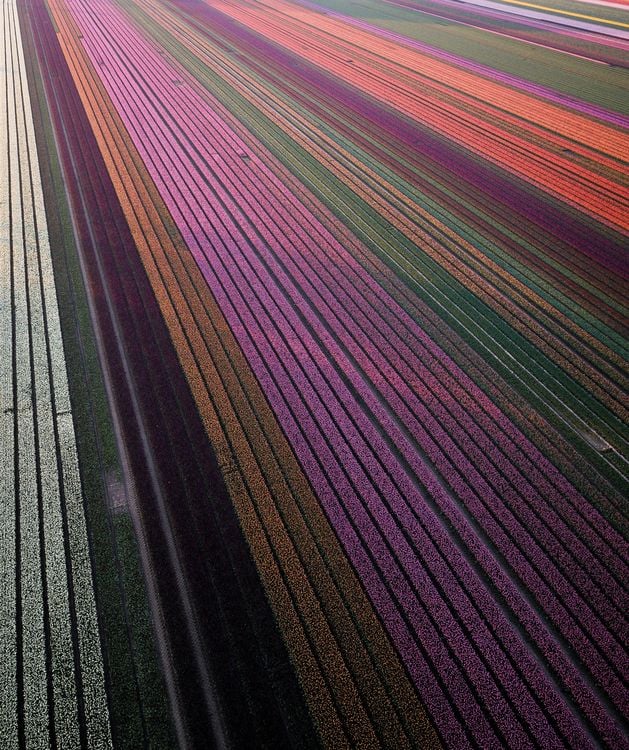 Produktbild: Floramour: Tulips