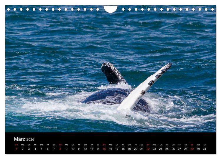 Produktbild: Wale (Wandkalender 2026 DIN A4 quer), CALVENDO Monatskalender
