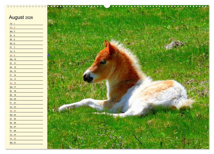 Produktbild: Ponys. Herzensbrecher mit Grips (Wandkalender 2026 DIN A2 quer), CALVENDO Monatskalender
