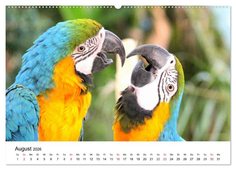 Produktbild: Papageien. Knallbunte Aras und Co. (Wandkalender 2026 DIN A2 quer), CALVENDO Monatskalender
