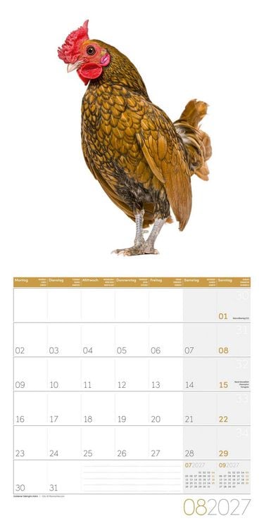 Produktbild: Verr&uuml;ckte H&uuml;hner Kalender 2027 - 30x30 - Art12