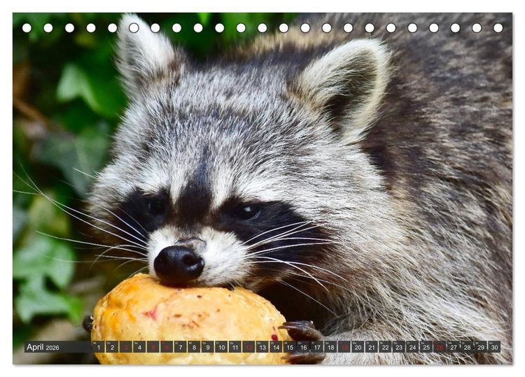 Produktbild: Besuch vom Waschb&auml;r (Tischkalender 2026 DIN A5 quer), CALVENDO Monatskalender
