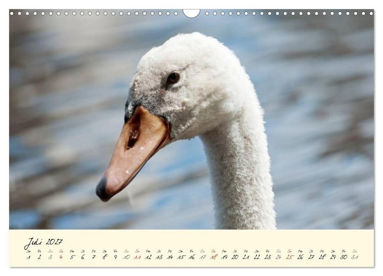 Produktbild: Vom K&uuml;ken zum stolzen Schwan (Wandkalender 2027 DIN A3 quer), CALVENDO Monatskalender