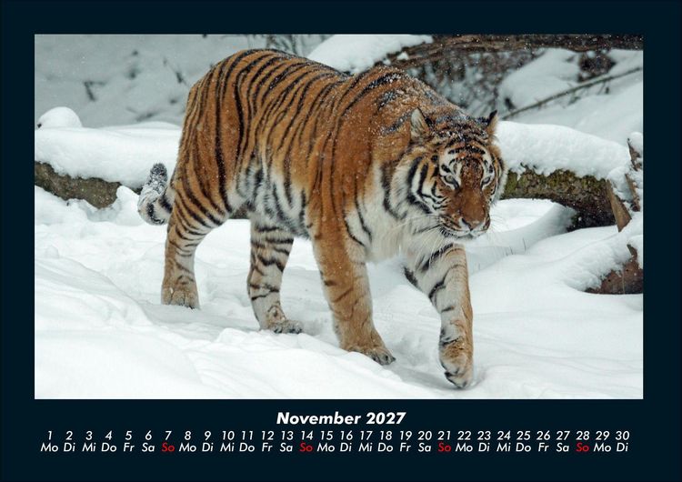 Produktbild: Tiger 2027 Fotokalender DIN A4