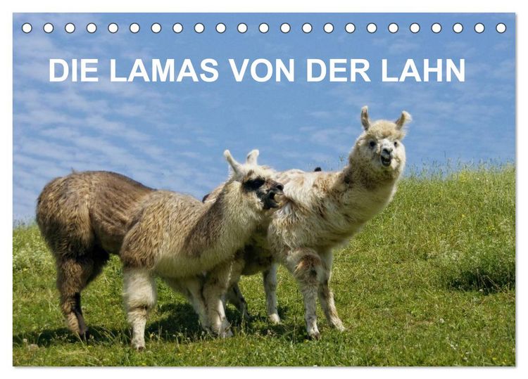Produktbild: DIE LAMAS VON DER LAHN (Tischkalender 2026 DIN A5 quer), CALVENDO Monatskalender