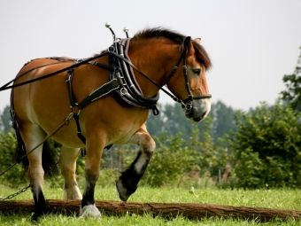 Produktbild: CALVENDO Puzzle R&uuml;ckepferd bei der Arbeit | 1000 Teile Lege-Gr&ouml;&szlig;e 64x48cm Foto-Puzzle f&uuml;r gl&uuml;ckliche Stunden