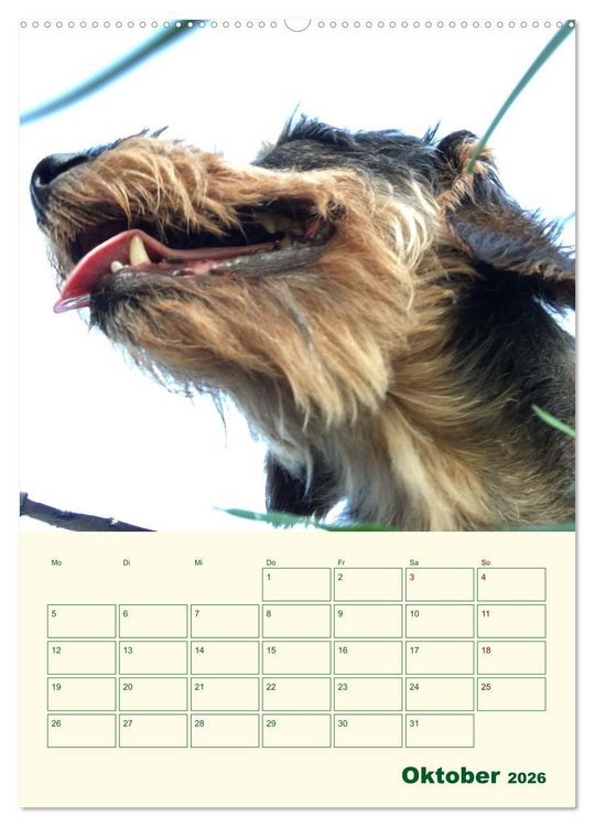 Produktbild: Schorschi &ndash; Ein Jahr mit dem bayrischen Rauhhaardackel (hochwertiger Premium Wandkalender 2026 DIN A2 hoch), Kunstdruck in Hochglanz
