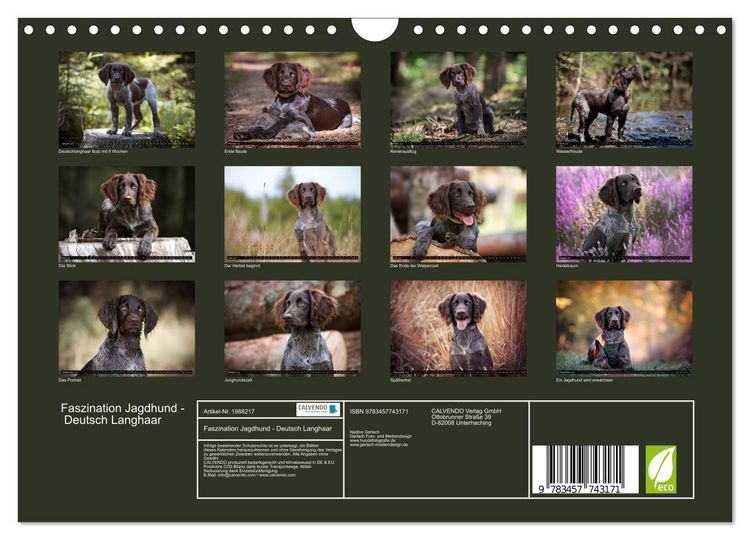 Produktbild: Faszination Jagdhund - Deutsch Langhaar (Wandkalender 2026 DIN A4 quer), CALVENDO Monatskalender