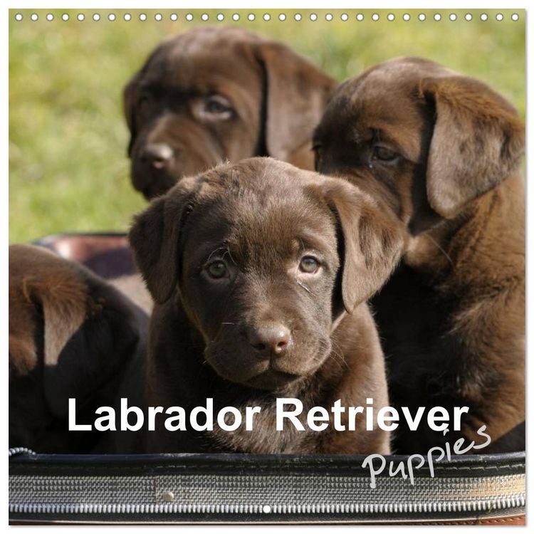 Produktbild: Labrador Retriever Puppies (Wall Calendar 2026 12 &times; 12 Inch) CALVENDO 12 Month Wall Calendar