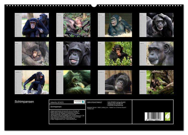 Produktbild: Schimpansen (hochwertiger Premium Wandkalender 2026 DIN A2 quer), Kunstdruck in Hochglanz