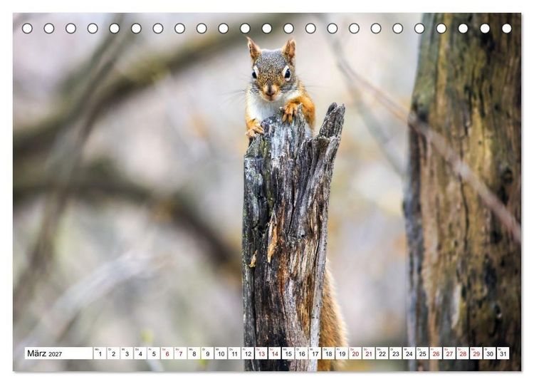 Produktbild: Eichh&ouml;rnchen - Kleine Tiere mit gro&szlig;em Charakter (Tischkalender 2027 DIN A5 quer), CALVENDO Monatskalender