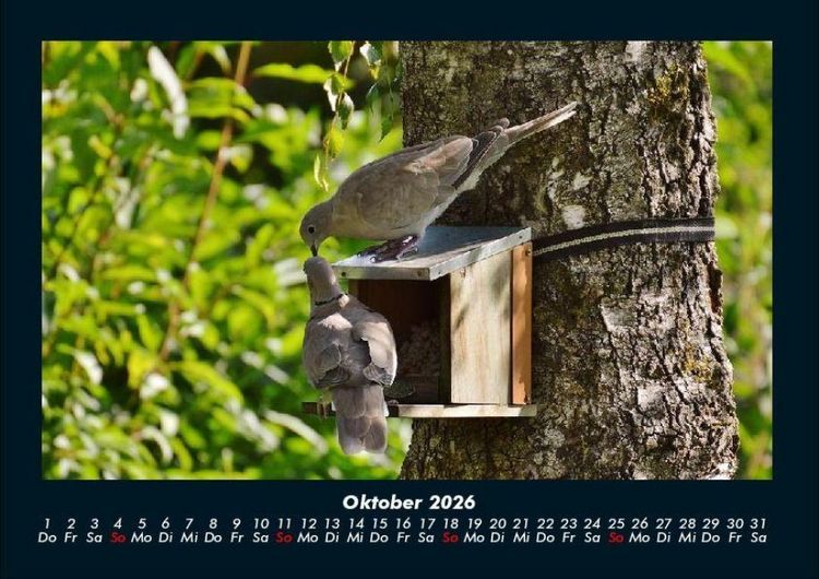 Produktbild: B&auml;ume 2026 Fotokalender DIN A4