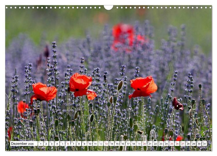 Produktbild: MohnTage (Wandkalender 2026 DIN A3 quer), CALVENDO Monatskalender