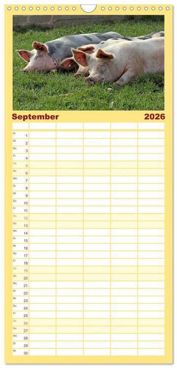 Produktbild: Familienplaner 2026 - Der Schweinekalender mit 5 Spalten (Wandkalender, 21 x 45 cm) CALVENDO