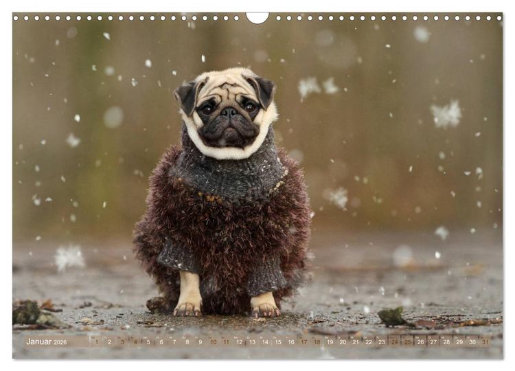 Produktbild: Lustige M&ouml;pse aus der Hundeknipserei (Wandkalender 2026 DIN A3 quer), CALVENDO Monatskalender