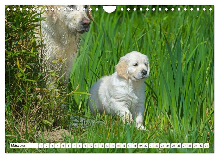 Produktbild: Goldige Herzensbrecher - Golden Retriever Welpen (Wandkalender 2026 DIN A4 quer), CALVENDO Monatskalender