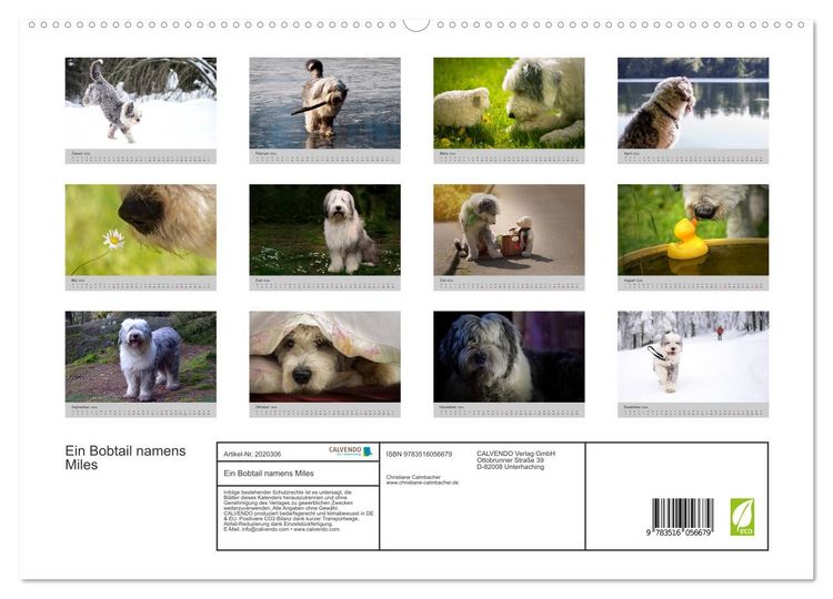 Produktbild: Ein Bobtail namens Miles (hochwertiger Premium Wandkalender 2026 DIN A2 quer), Kunstdruck in Hochglanz