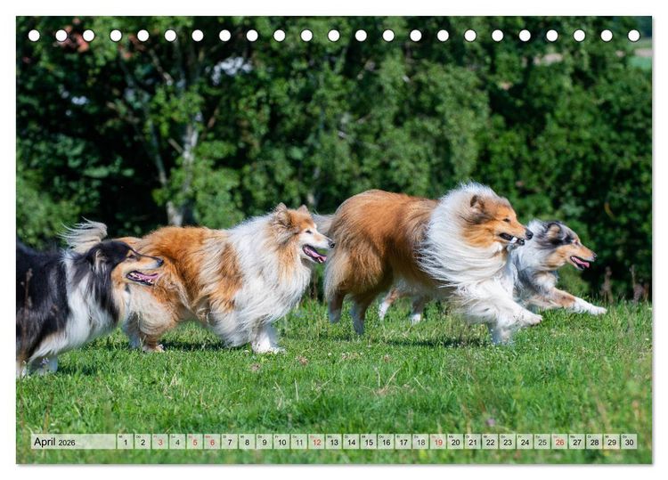 Produktbild: Collie - Das Gl&uuml;ck hat 4 Pfoten (Tischkalender 2026 DIN A5 quer), CALVENDO Monatskalender