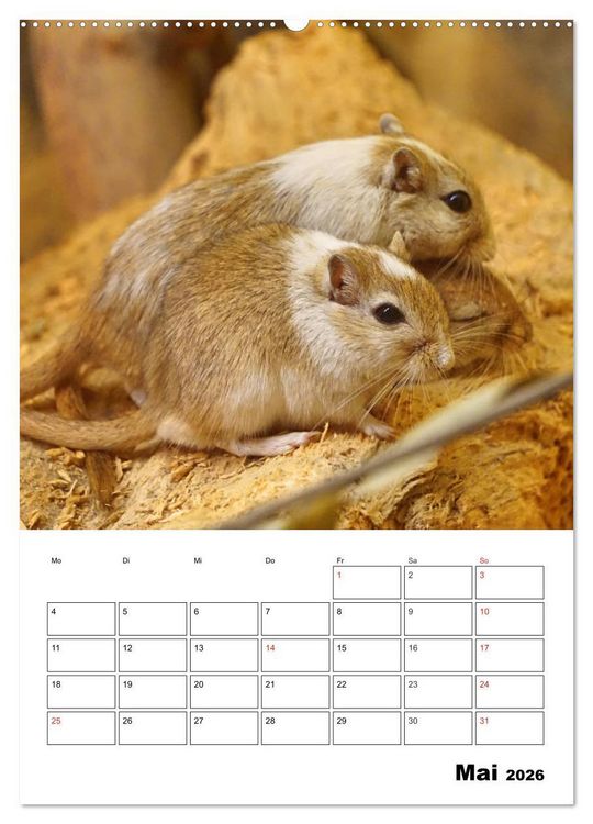 Produktbild: Lustige Rennm&auml;use (Wandkalender 2026 DIN A2 hoch), CALVENDO Monatskalender