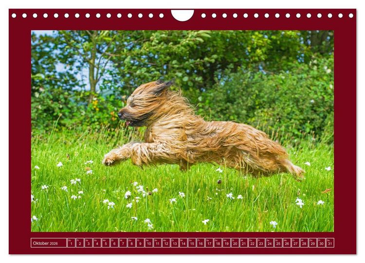 Produktbild: Herz auf vier Pfoten - Briard (Wandkalender 2026 DIN A4 quer), CALVENDO Monatskalender