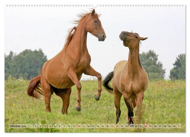 Produktbild: Quarter Horses - Die gr&ouml;&szlig;te Zuchtbuchrasse der Welt (hochwertiger Premium Wandkalender 2026 DIN A2 quer), Kunstdruck in Hochglanz
