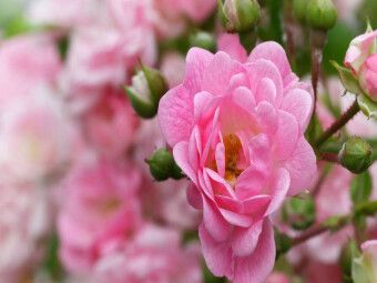 Produktbild: CALVENDO Puzzle Rose - K&ouml;nigin der Blumen | 1000 Teile Lege-Gr&ouml;&szlig;e 64x48cm Foto-Puzzle f&uuml;r gl&uuml;ckliche Stunden