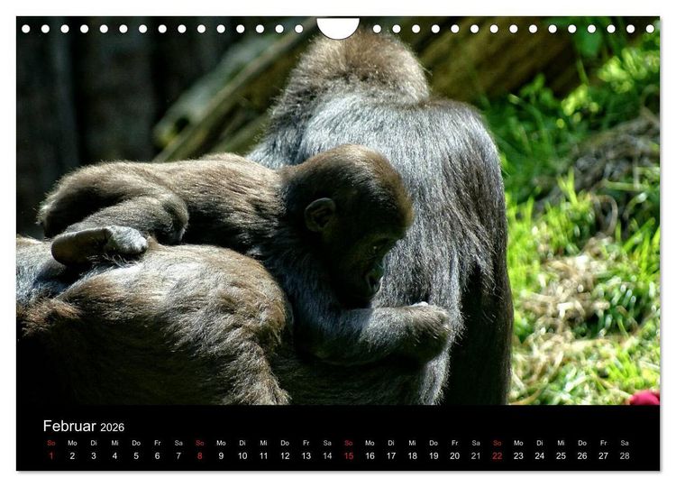 Produktbild: Gorillas - Die sanften Wilden (Wandkalender 2026 DIN A4 quer), CALVENDO Monatskalender