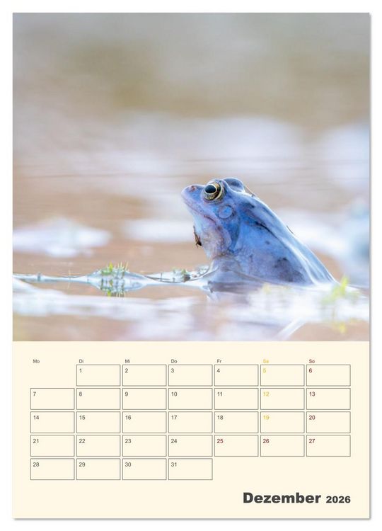 Produktbild: Moorfrosch Geheimnisse &ndash; Farben, Flirts & Froschkonzerte - Tanja Riedel (Wandkalender 2026 DIN A4 hoch), CALVENDO Monatskalender
