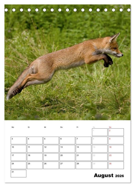 Produktbild: Rotfuchs - Impressionen (Tischkalender 2026 DIN A5 hoch), CALVENDO Monatskalender