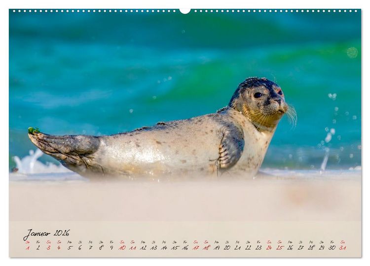 Produktbild: Brut- und Setzzeit. Neues Leben entsteht. (Wandkalender 2026 DIN A2 quer), CALVENDO Monatskalender
