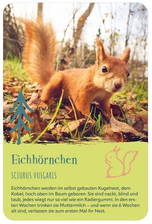 Produktbild: Die 100 s&uuml;&szlig;esten Tierbabys