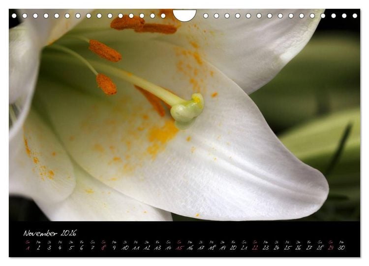Produktbild: Floral Portraits - Blumen Impression (Wandkalender 2026 DIN A4 quer), CALVENDO Monatskalender