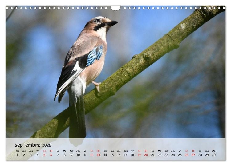 Produktbild: OISEAUX des Jardins et For&ecirc;ts (Calendrier mural 2026 DIN A3 vertical), CALVENDO calendrier mensuel