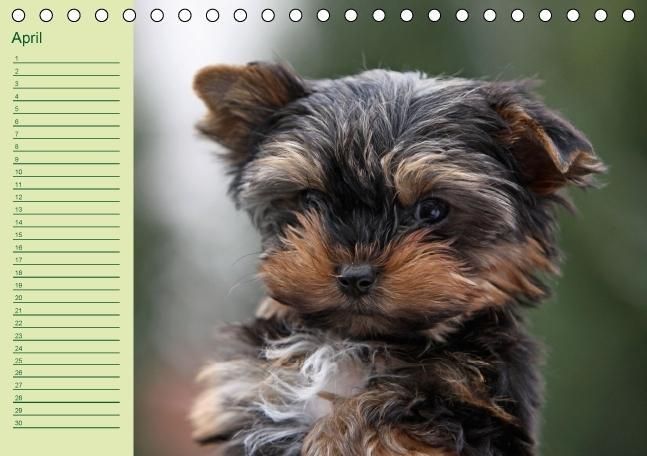 Produktbild: Puppies Birthday Calendar / UK-Version (Table Calendar perpetual DIN A5 Landscape)