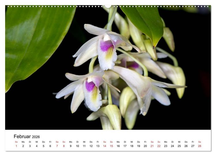 Produktbild: Vielfalt der Orchideen (Wandkalender 2026 DIN A2 quer), CALVENDO Monatskalender