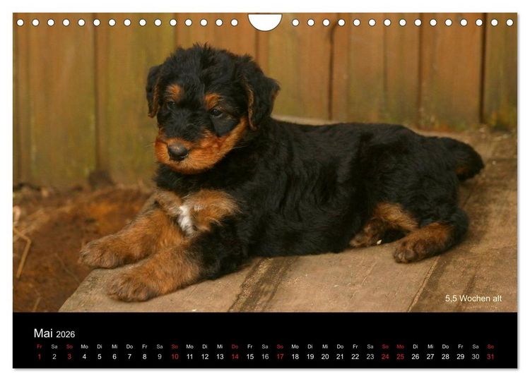 Produktbild: Airedale Terrier Welpen (Wandkalender 2026 DIN A4 quer), CALVENDO Monatskalender
