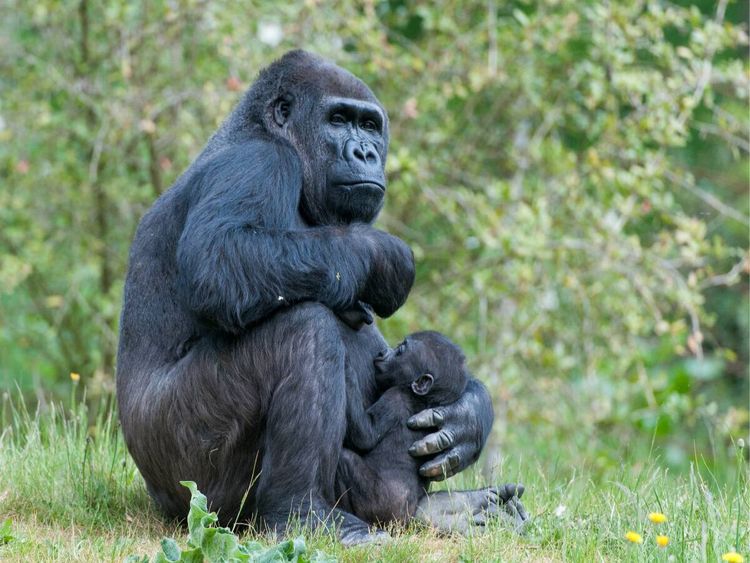 Produktbild: CALVENDO Puzzle Gorilla mit Baby | 1000 Teile Lege-Gr&ouml;&szlig;e 64x48cm Foto-Puzzle f&uuml;r gl&uuml;ckliche Stunden